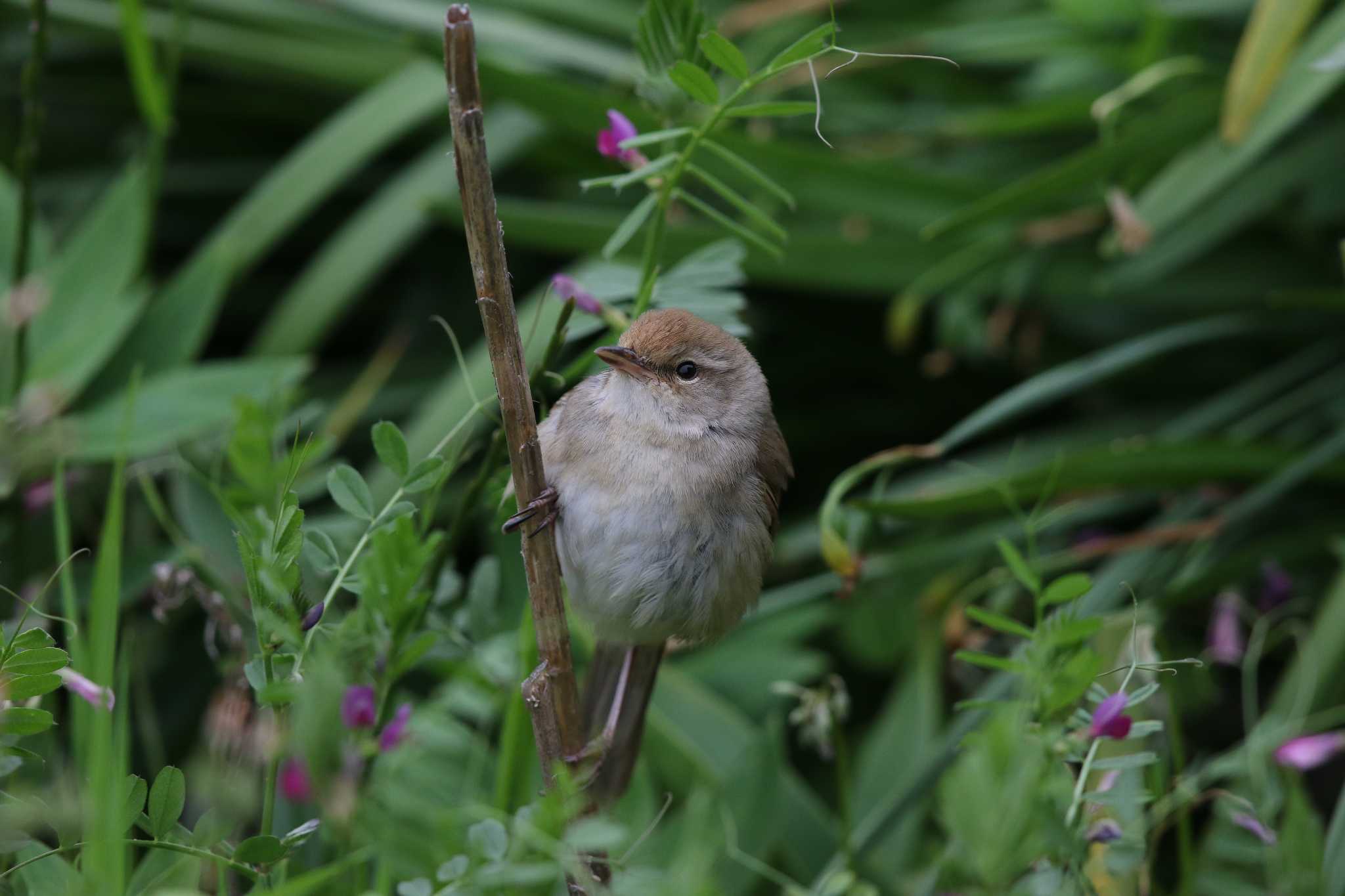 Photo of Manchurian Bush Warbler at Hegura Island