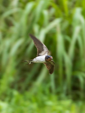 2020年7月18日(土) 北区 こどもの水辺 (東京都)の野鳥観察記録