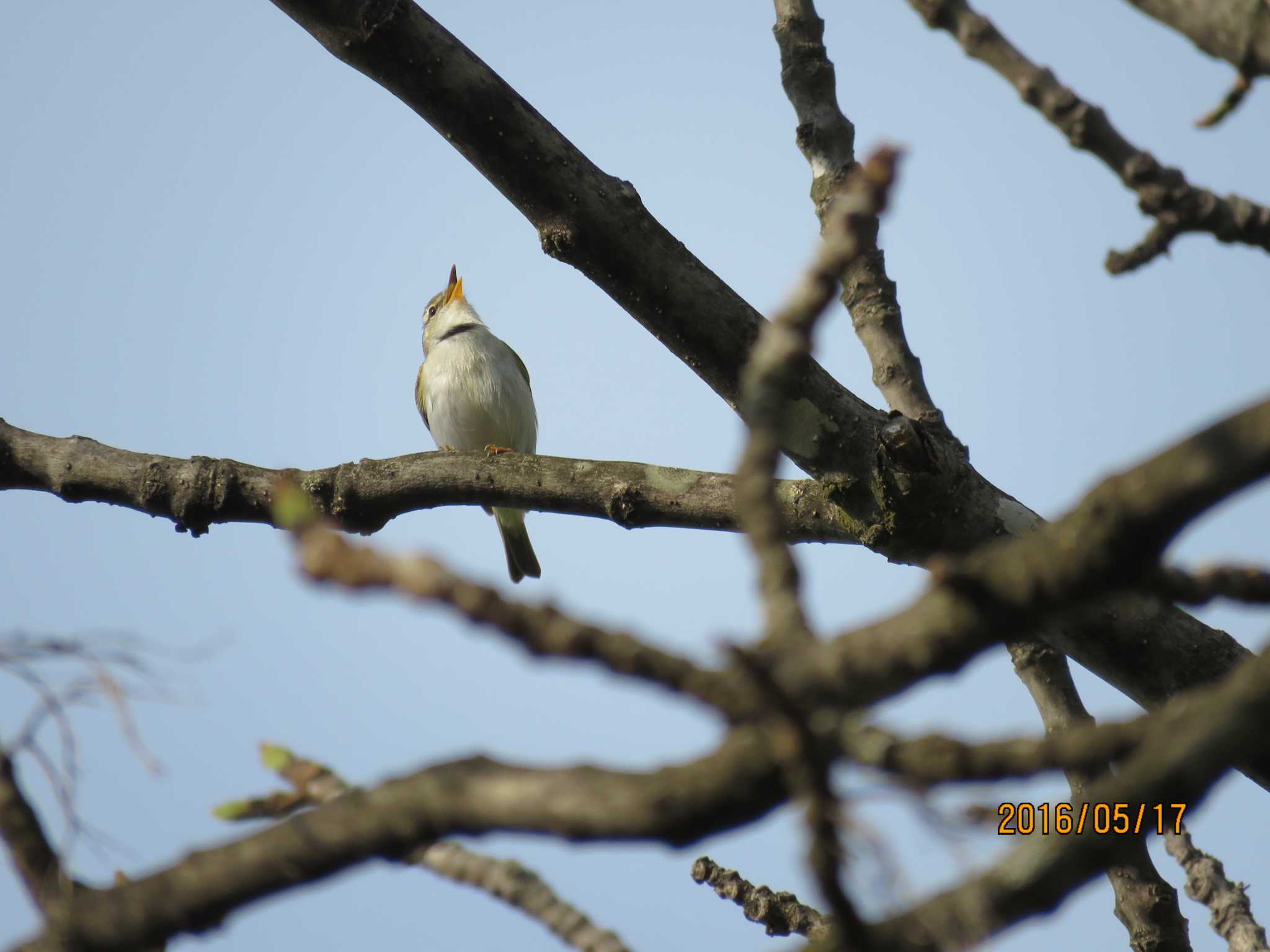 Photo of Eastern Crowned Warbler at 春光台公園