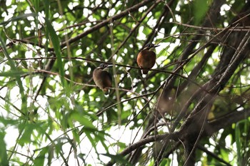 2020年7月5日(日) 十勝エコロジーパークの野鳥観察記録