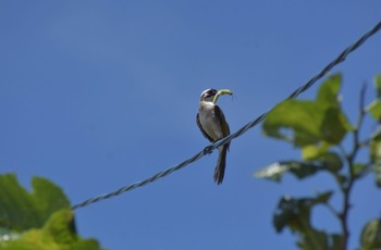 Light-vented Bulbul 金武町(沖縄県) Sun, 7/19/2020