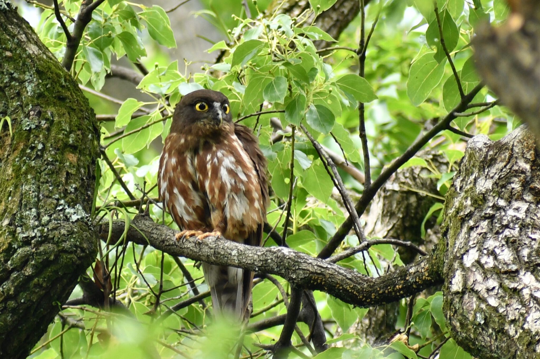  アオバズクの写真 by ヨウコ