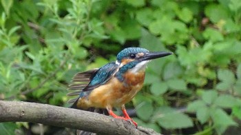 Common Kingfisher Unknown Spots Tue, 7/21/2020