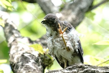 ツミ 大田区 2020年7月20日(月)