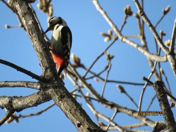 アカゲラ 春光台公園 2016年5月17日(火)