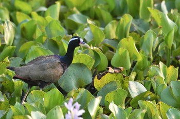 Bronze-winged Jacana タイ Sat, 2/8/2020