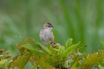 セッカ 馬入ふれあい公園 2020年7月21日(火)