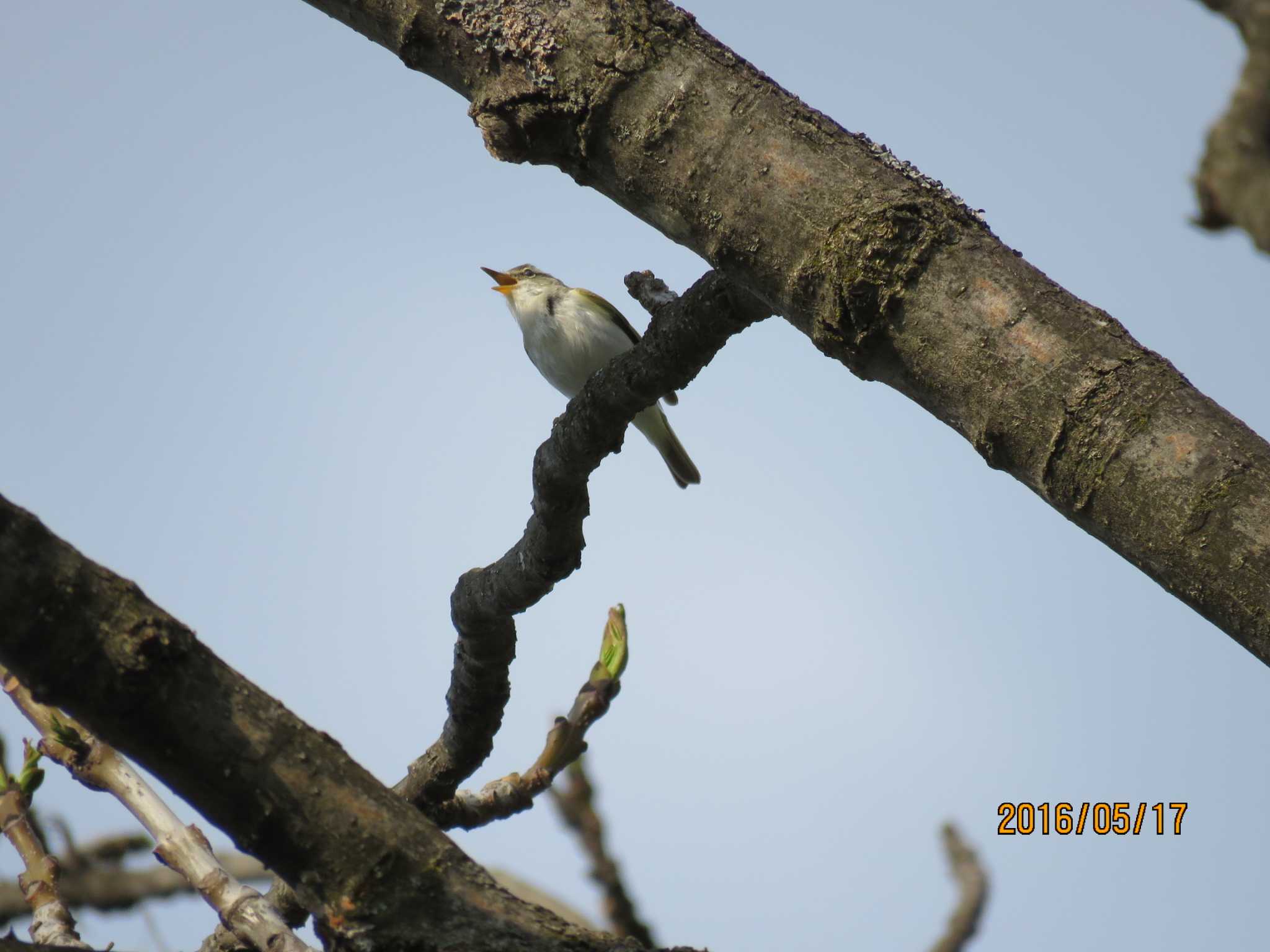 Photo of Eastern Crowned Warbler at 春光台公園