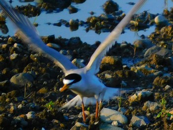 ベニアジサシ 流山 2020年7月19日(日)