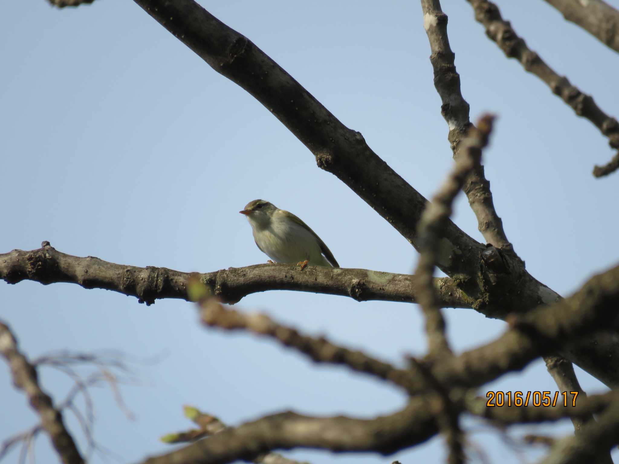 Photo of Eastern Crowned Warbler at 春光台公園