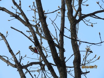 Great Spotted Woodpecker 春光台公園 Tue, 5/17/2016