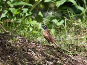 Meadow Bunting 長野県（南信） Wed, 7/22/2020