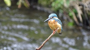 Common Kingfisher Unknown Spots Wed, 7/22/2020