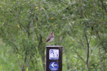 Latham's Snipe 北海道豊頃町湧洞 Sun, 6/28/2020