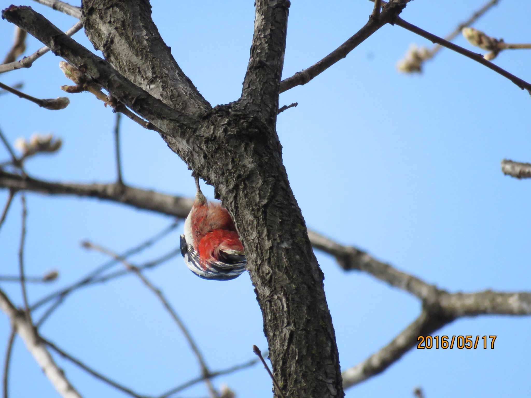 Photo of Great Spotted Woodpecker at 春光台公園