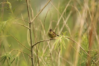 Masked Bunting 北海道豊頃町湧洞 Sun, 6/28/2020