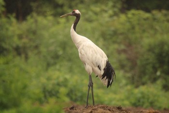 Red-crowned Crane 北海道豊頃町湧洞 Sun, 6/28/2020