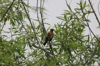 Brown-headed Thrush 十勝川河川敷 Sat, 6/27/2020