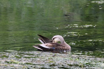 Eastern Spot-billed Duck 十勝川河川敷 Sat, 6/27/2020