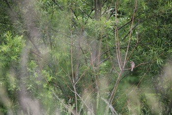 Eurasian Wryneck 十勝エコロジーパーク Mon, 6/29/2020