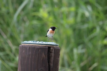 2020年6月29日(月) 十勝エコロジーパークの野鳥観察記録