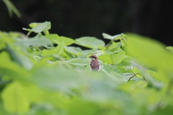 Bull-headed Shrike 十勝エコロジーパーク Mon, 6/29/2020