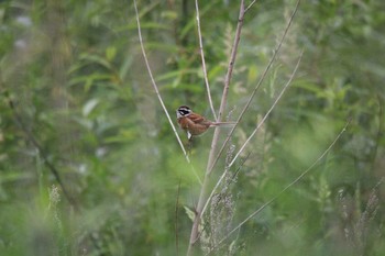 Meadow Bunting 十勝エコロジーパーク Mon, 6/29/2020