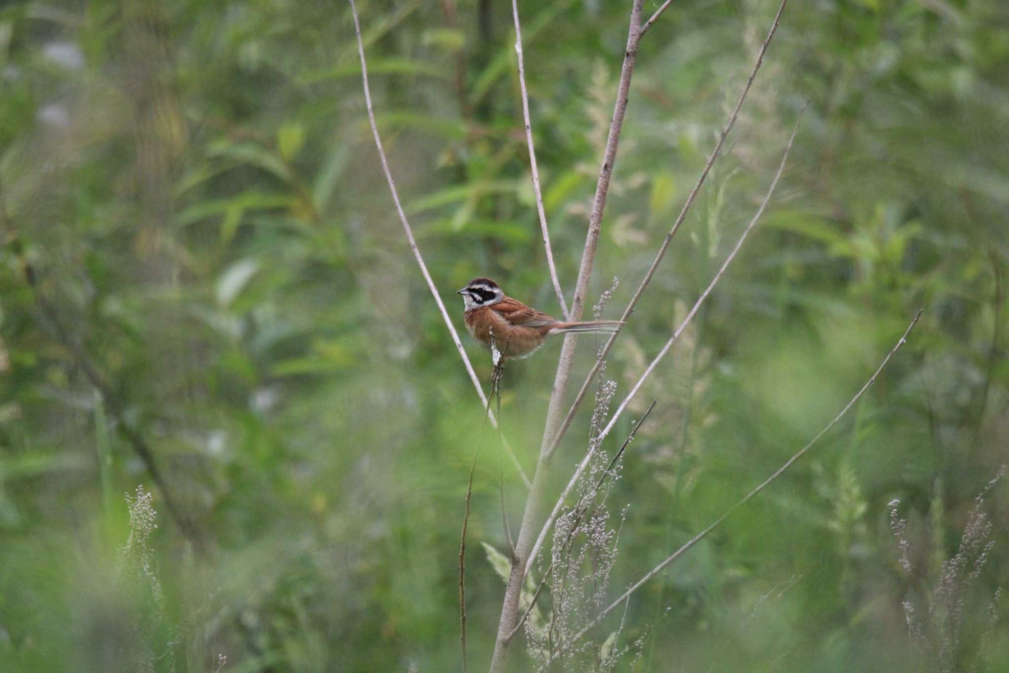 Meadow Bunting