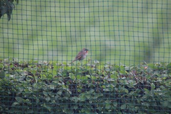 Siberian Rubythroat 十勝地方 Thu, 7/2/2020