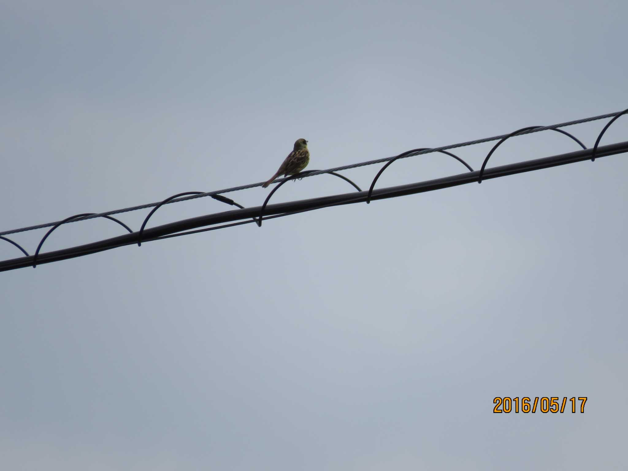 Photo of Masked Bunting at 東部中央公園