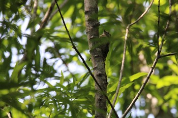 Japanese Pygmy Woodpecker 十勝エコロジーパーク Fri, 7/3/2020