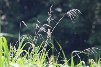 Oriental Reed Warbler 十勝エコロジーパーク Fri, 7/3/2020