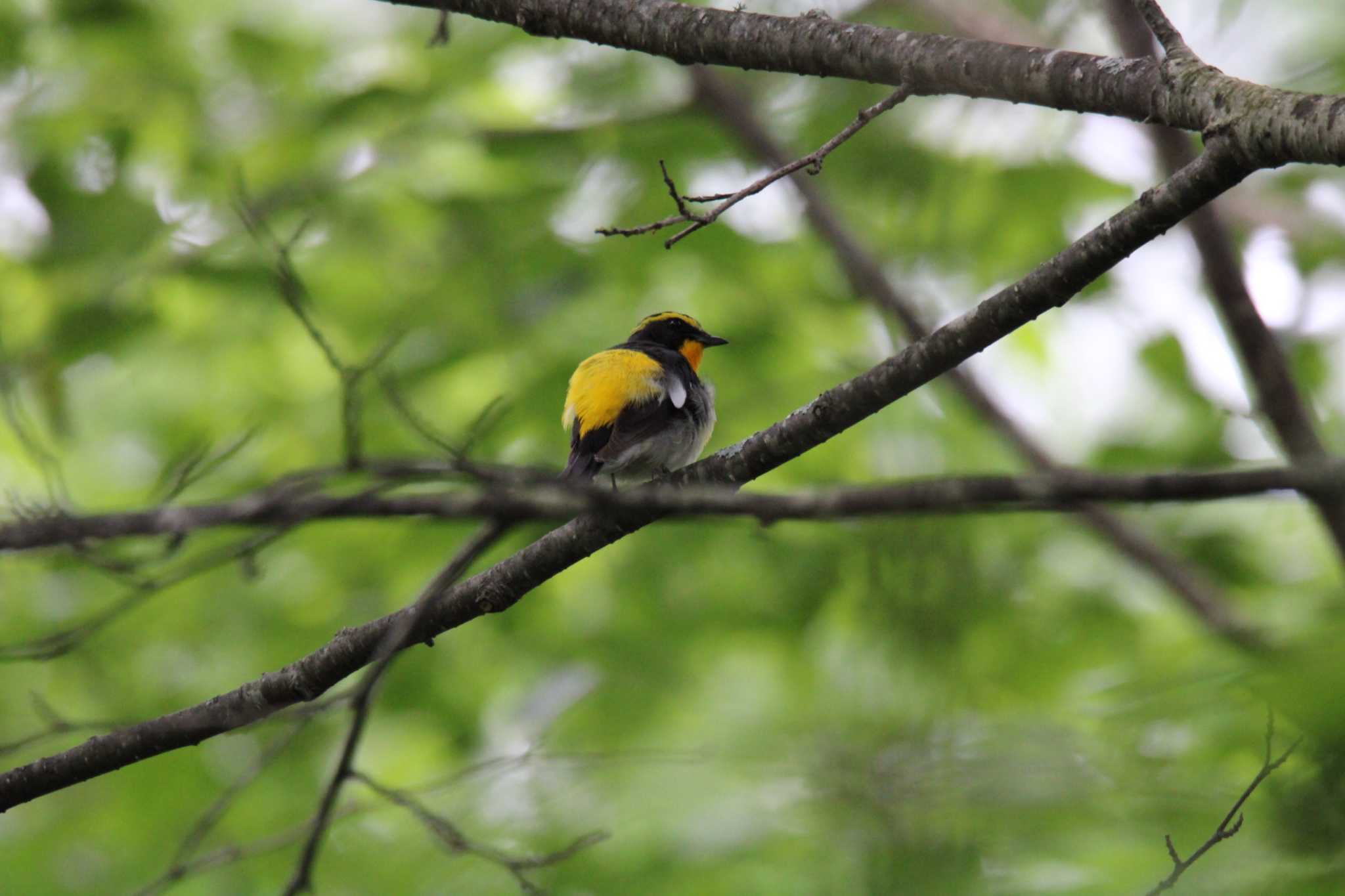 Photo of Narcissus Flycatcher at 十勝エコロジーパーク by ノビタキ王国の住民 