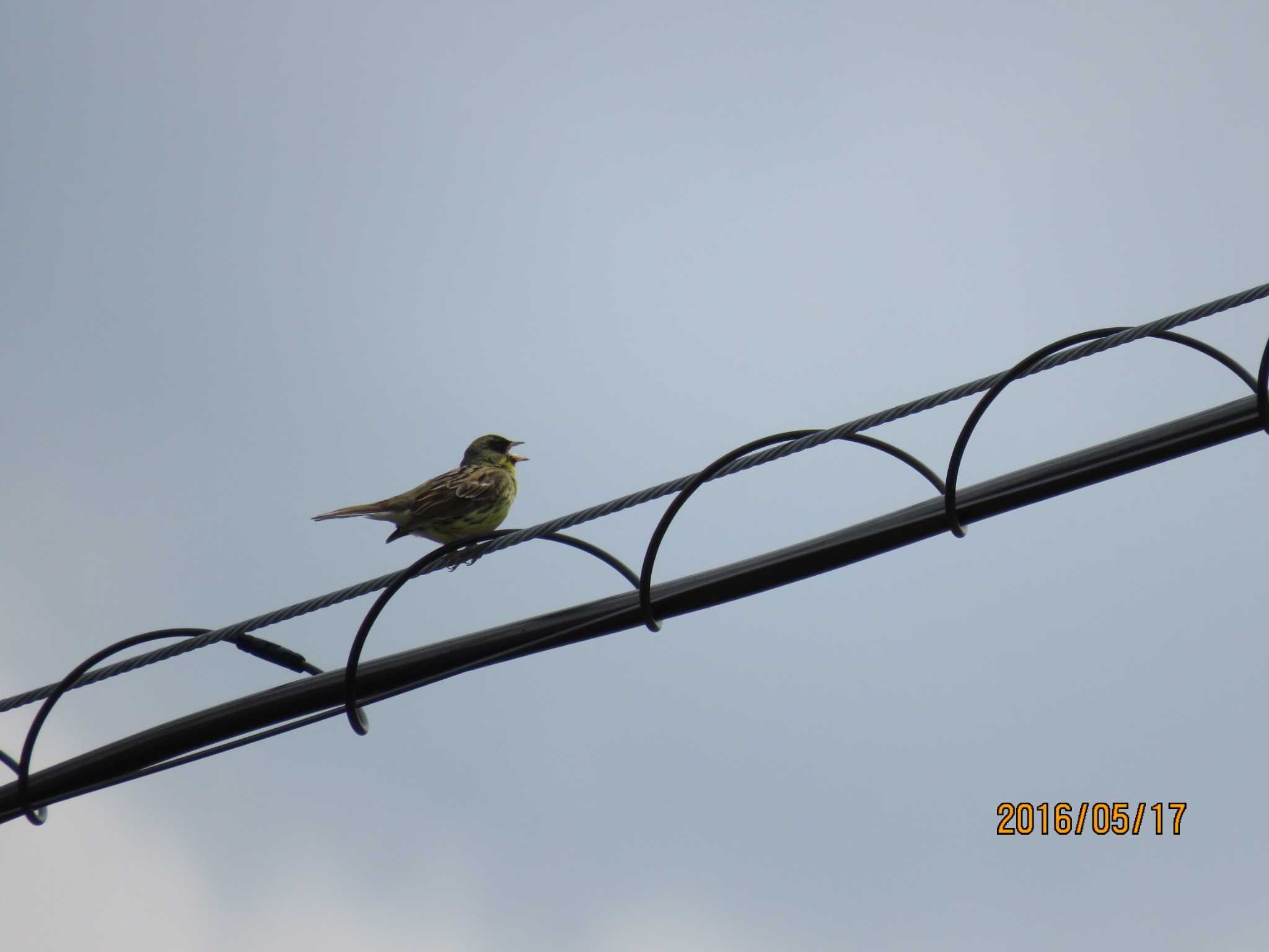 Photo of Masked Bunting at 東部中央公園