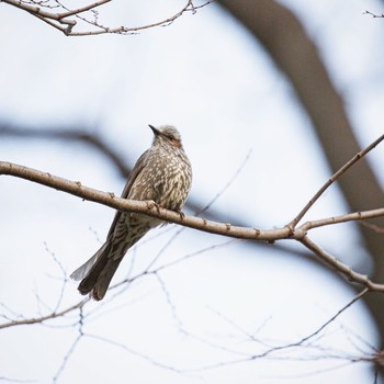 2020年3月1日(日) 日比谷公園の野鳥観察記録