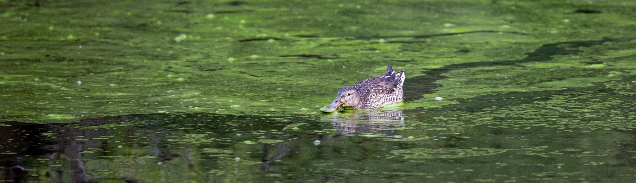 日比谷公園 ハシビロガモの写真 by Leaf