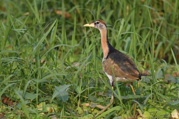 Bronze-winged Jacana タイ Sat, 2/8/2020