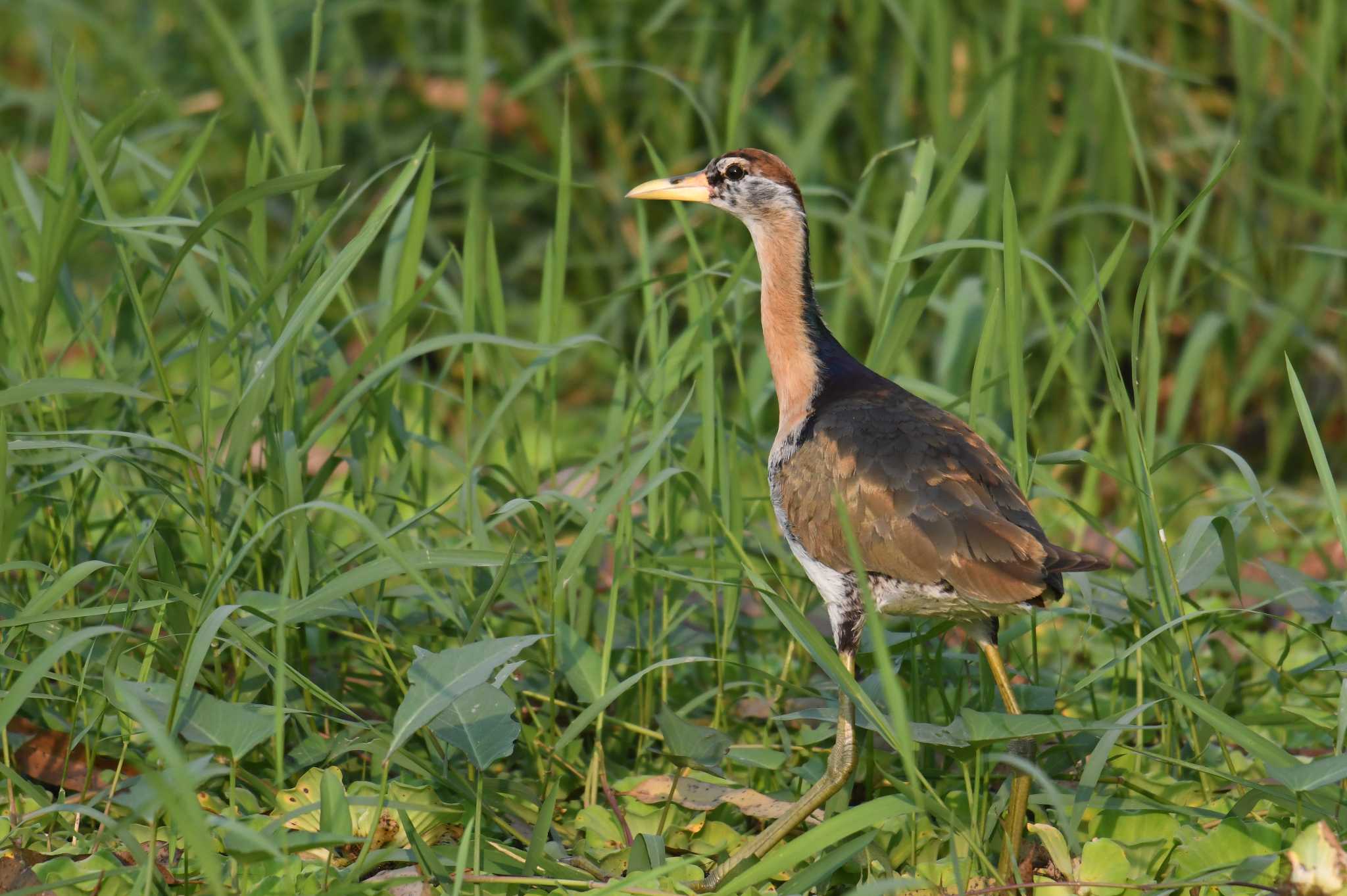 Bronze-winged Jacana