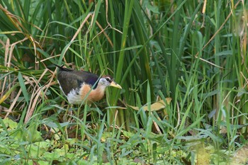 Bronze-winged Jacana タイ Sat, 2/8/2020