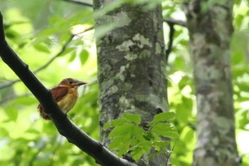 Ruddy Kingfisher 八東ふる里の森 Tue, 7/14/2020