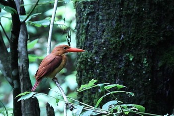 Ruddy Kingfisher 八東ふる里の森 Tue, 7/14/2020