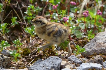 ライチョウ 室堂平 2020年7月19日(日)