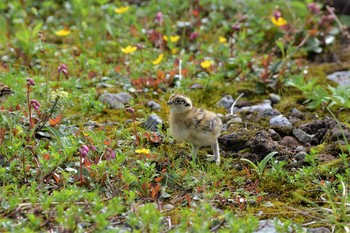 ライチョウ 室堂平 2020年7月19日(日)