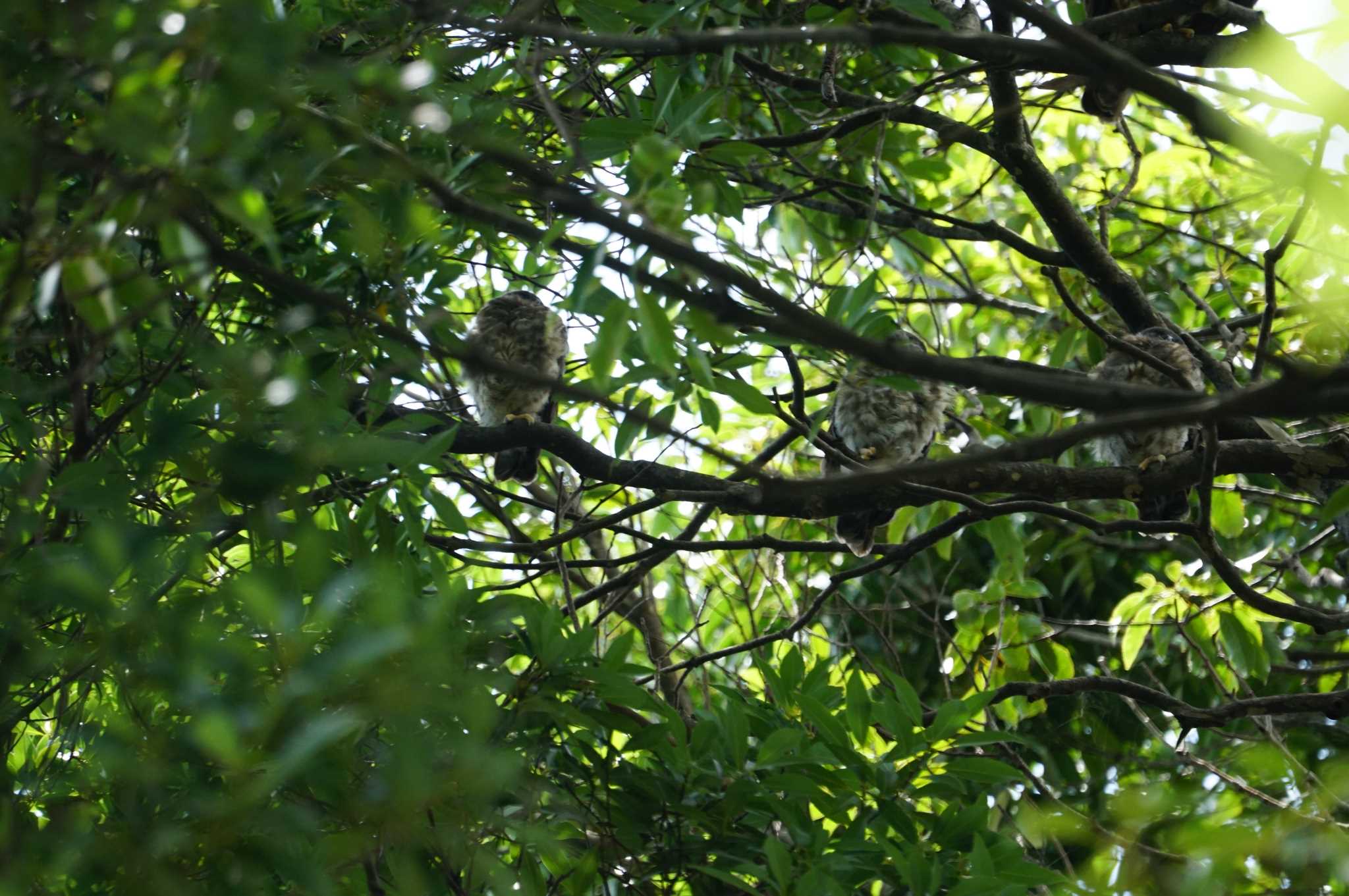 箕面 アオバズクの写真 by マル