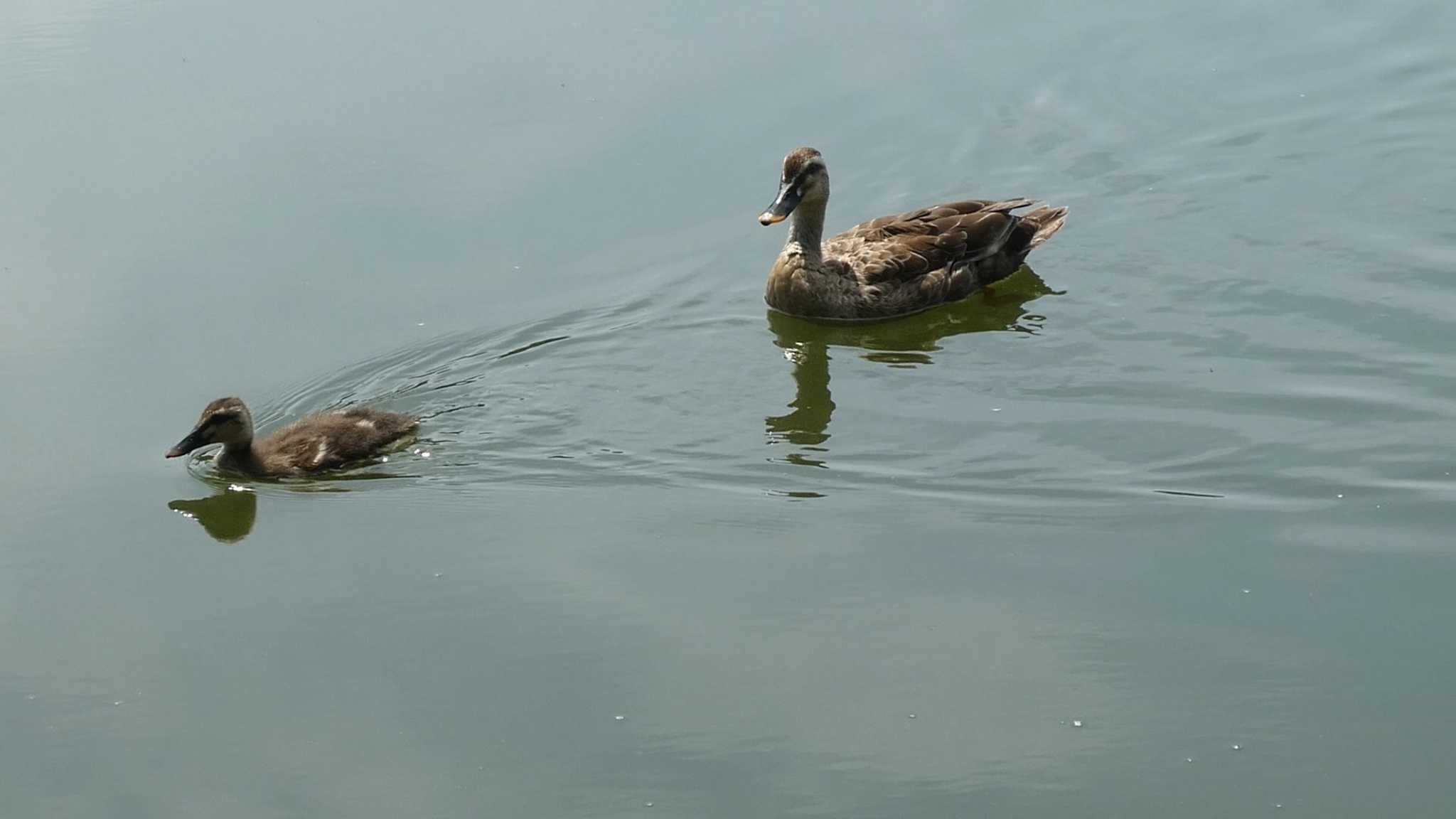 Eastern Spot-billed Duck