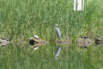 Grey Heron Ukima Park Sun, 7/19/2020