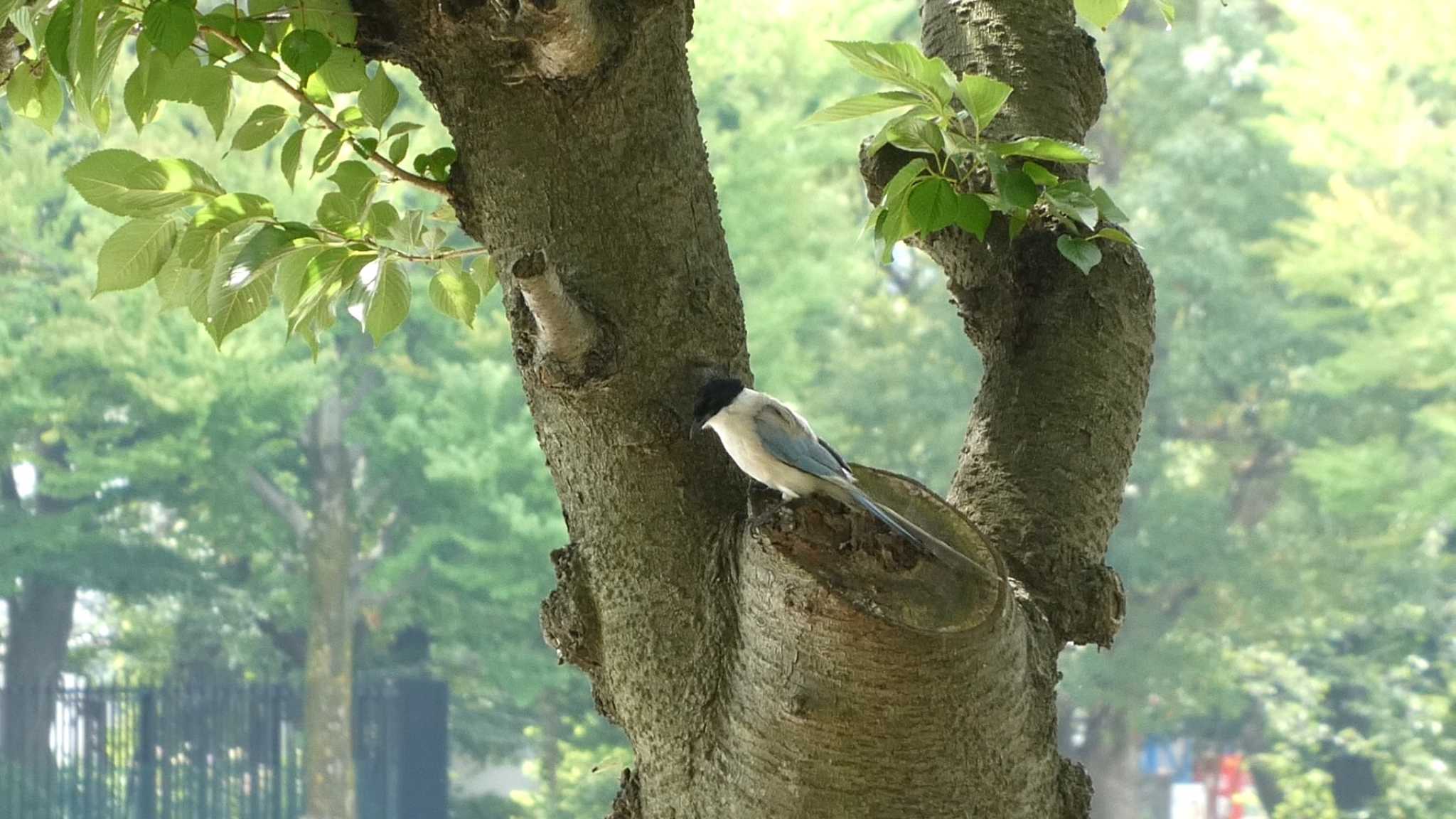 Azure-winged Magpie