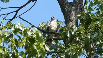 Japanese Sparrowhawk Ukima Park Sun, 7/19/2020