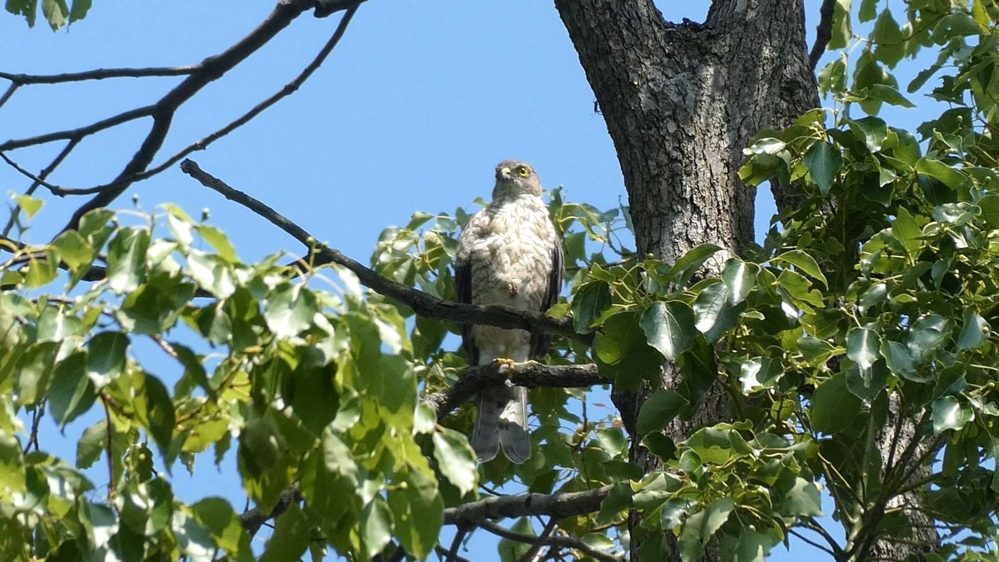 Japanese Sparrowhawk