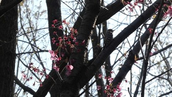 Japanese Pygmy Woodpecker 赤羽自然観察公園 Sun, 3/22/2020